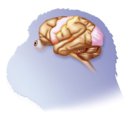 Chimpanzee Brain, Drawing