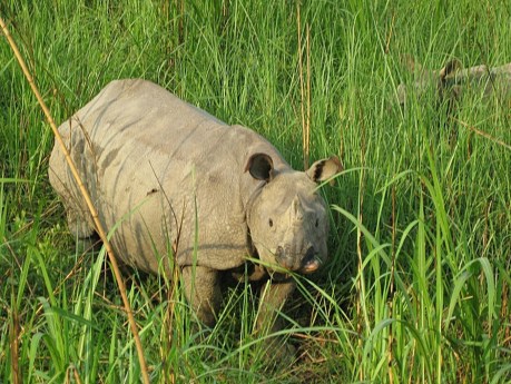 Chitwan_Rhino