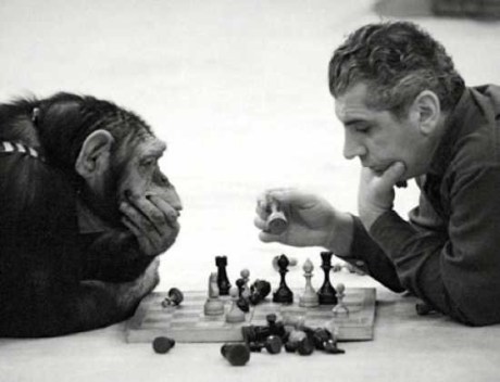 chimp_chess - 1