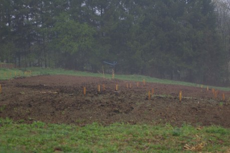 Field_2019_Spring - 1